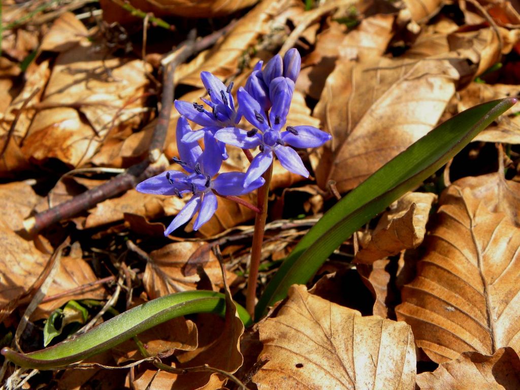 Scilla bifolia